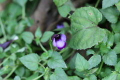 Torenia bicolor